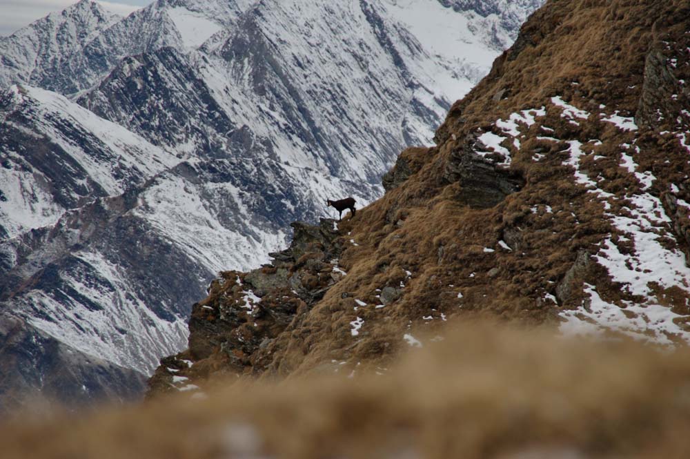 camoscio (montagna vera)